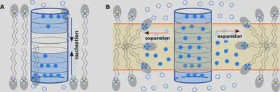 Published illustration of the joint coordinate for pore nucleation and expansion