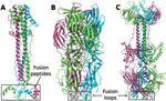 Viral fusion proteins of classes II and III recognize and reorganize complex biological membranes