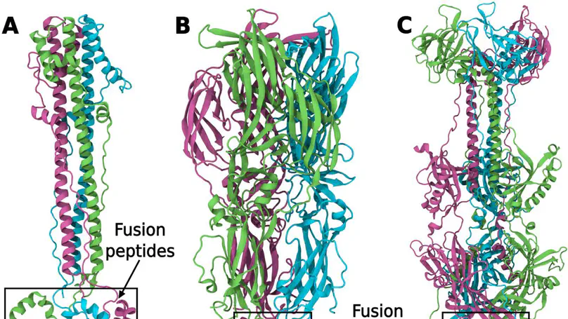 Viral fusion proteins of classes II and III recognize and reorganize complex biological membranes