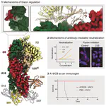 Structural basis of poxvirus fusion regulation and A16/G9 antibody mediated neutralization and protection