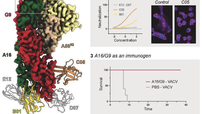 Structural basis of poxvirus fusion regulation and A16/G9 antibody mediated neutralization and protection