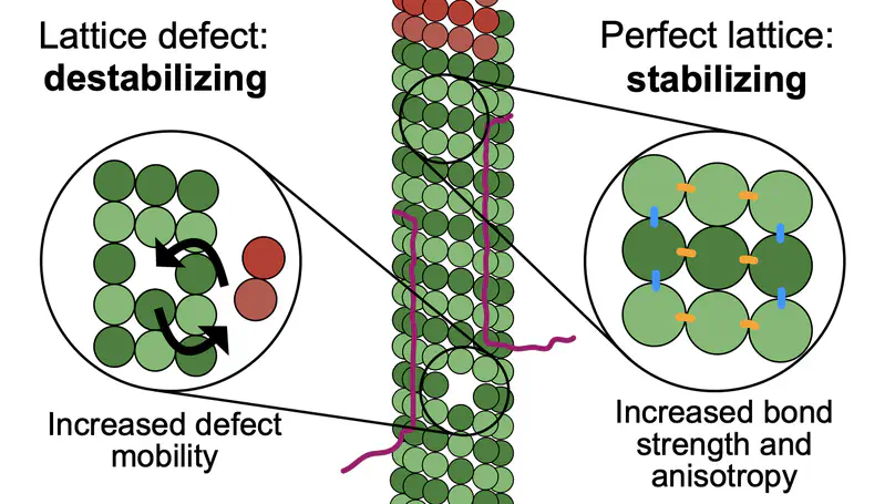 Tau accelerates tubulin exchange in the microtubule lattice