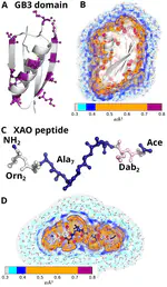 How protein hydration depends on amino acid composition, peptide conformation, and force fields