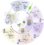 Integrated structural dynamics uncover new modes of $\mathrm{B}_{12}$ photoreceptor activation