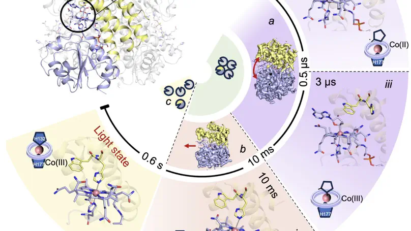 Integrated structural dynamics uncover new modes of $\mathrm{B}_{12}$ photoreceptor activation