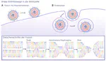 Lipide und Membranmechanik als aktive Regulatoren der Virusreplikation