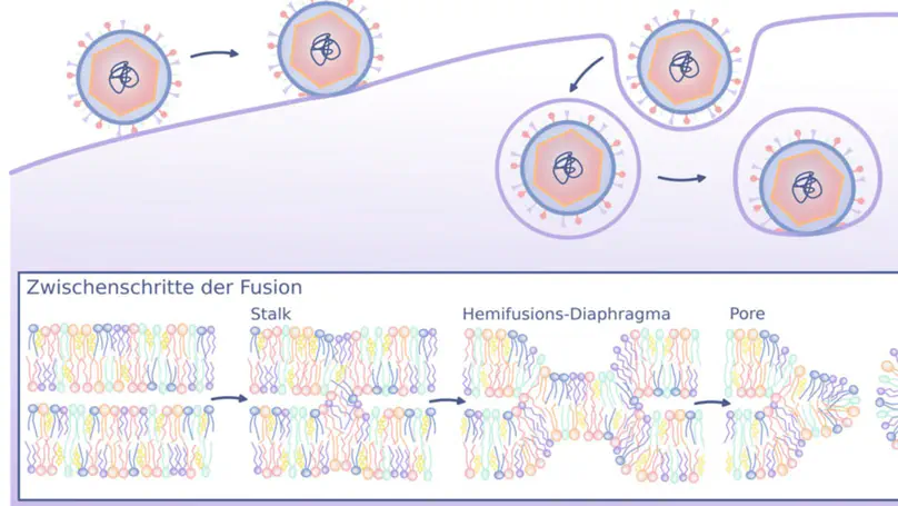 Lipide und Membranmechanik als aktive Regulatoren der Virusreplikation