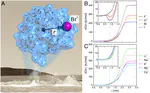 Atomistic simulation of ion solvation in water explains surface preference of halides