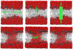Simulations of Pore Formation in Lipid Membranes: Reaction Coordinates, Convergence, Hysteresis, and Finite-Size Effects