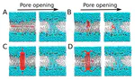 Free-Energy Calculations of Pore Formation in Lipid Membranes
