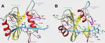 An allosteric interaction controls the activation mechanism of SHP2 tyrosine phosphatase
