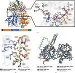 The structure of Prp2 bound to RNA and ADP-BeF$_3$$^-$ reveals structural features important for RNA unwinding by DEAH-box ATPases