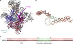 DNA opening during transcription initiation by RNA polymerase II in atomic detail