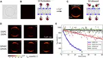 Passive transport of Ca$^{2+}$ ions through lipid bilayers imaged by widefield second harmonic microscopy