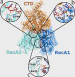 Continuous millisecond conformational cycle of a DEAH box helicase reveals control of domain motions by atomic-scale transitions