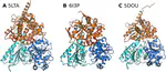 Molecular simulations of DEAH-box helicases reveal control of domain flexibility by ligands: RNA, ATP, ADP, and G-patch proteins