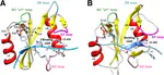Revealing Allostery in PTPN11 SH2 Domains from MD Simulations