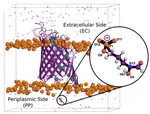 Converging PMF Calculations of Antibiotic Permeation across an Outer Membrane Porin with Subkilocalorie per Mole Accuracy