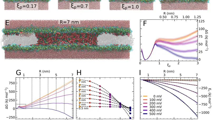 Molecular simulations reveal the free energy landscape and transition state of membrane electroporation