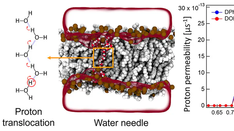 Dynamic Second Harmonic Imaging of Proton Translocation Through Water Needles in Lipid Membranes