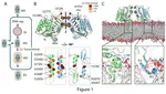 Structural insights into tecovirimat antiviral activity and poxvirus resistance