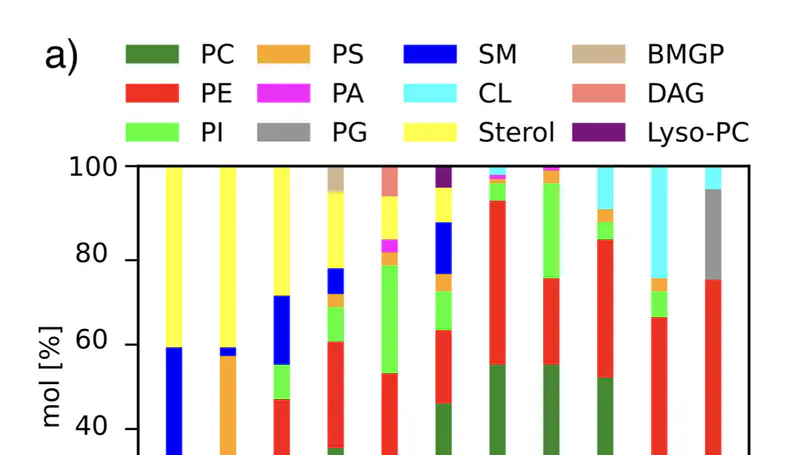 How pore formation in complex biological membranes is governed by lipid composition, mechanics, and lateral sorting