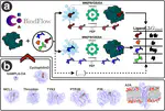BindFlow: a free, user-friendly pipeline for absolute binding free energy calculations using free energy perturbation or MM(PB/GB)SA