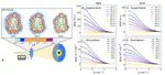 Depletion of the protein hydration shell with increasing temperature observed by small-angle X-ray scattering and molecular simulations