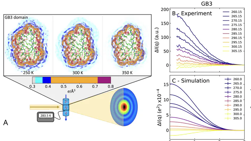 Depletion of the protein hydration shell with increasing temperature observed by small-angle X-ray scattering and molecular simulations