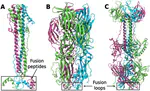 Viral fusion proteins of classes II and III but not of class I sense the lipid composition of host membranes