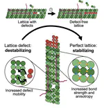 Tau accelerates tubulin exchange in the microtubule lattice