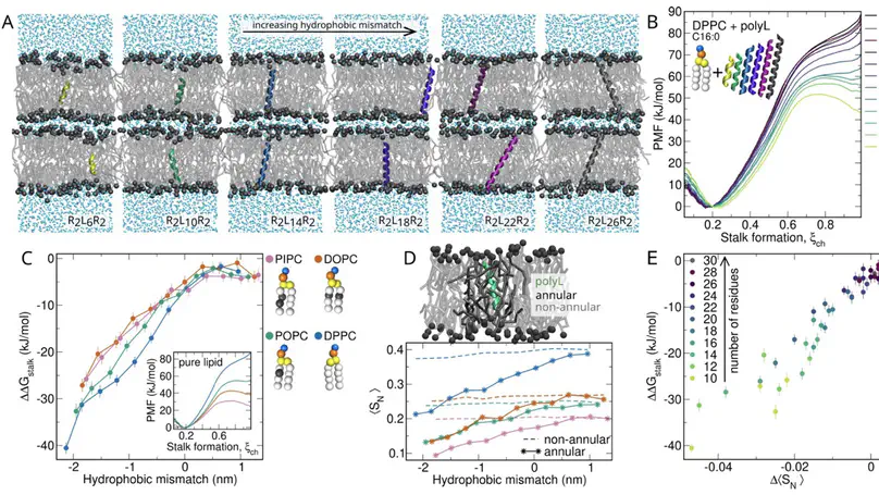 Transmembrane domains of fusion proteins promote stalk formation by inducing membrane disorder