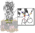 Biomembranes: structural transitions, lipid-protein interactions, and membrane complexity